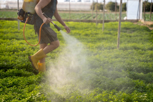 Best Wasp Removal Services  in Sturgeon, MO