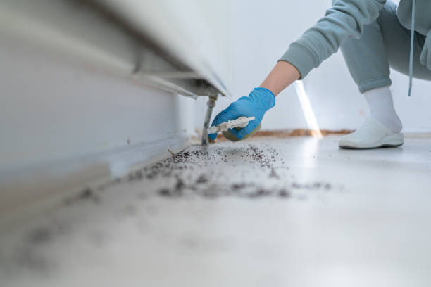 Best Wasp Removal Services  in Sturgeon, MO